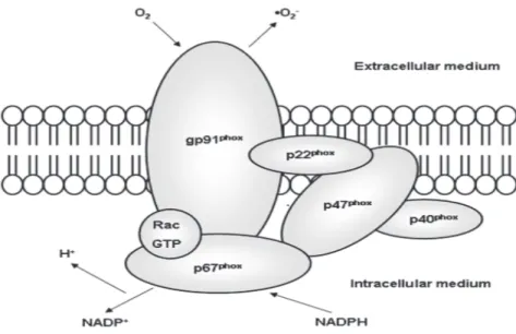 Figure 3: Structure of NADPH oxidase.                                                                       Source: (Rabelo et al.,  2010)   