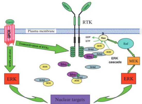 Figure 4: MAPK signaling  following activation of receptor tyrosine kinase (RTKs) and G- G-protein coupled receptor (GPCR)