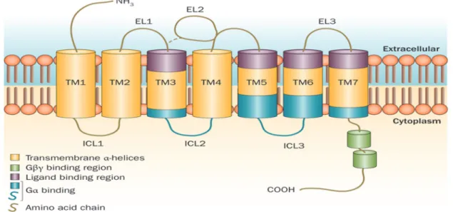 Figure 5: Schematic diagram of a GPCR.                                                                      Source: (Neumann, Khawaja, &amp; Muller-Ladner, 2014) 