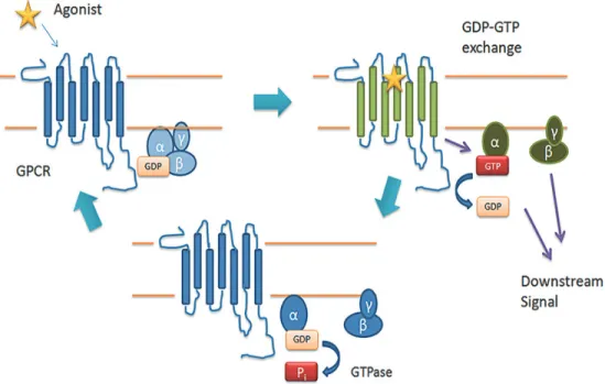 Figure 6: G-protein-coupled receptor (GPCR)-mediated G-protein activation.                              Source: (Smith, Sim-Selley, &amp; Selley, 2010)  