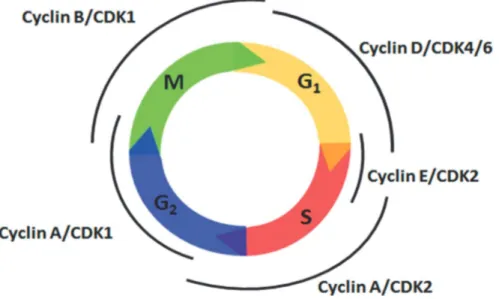 Figure 7: The cell cycle and its regulation by cyclin/cdk complexes.                                             Source: (Suryadinata, Sadowski, &amp; Sarcevic, 2010)  