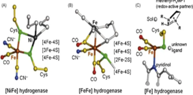 Figure 1. Structure of the three classes of hydrogenases. [NiFe]-hydrogenases and [FeFe]-
