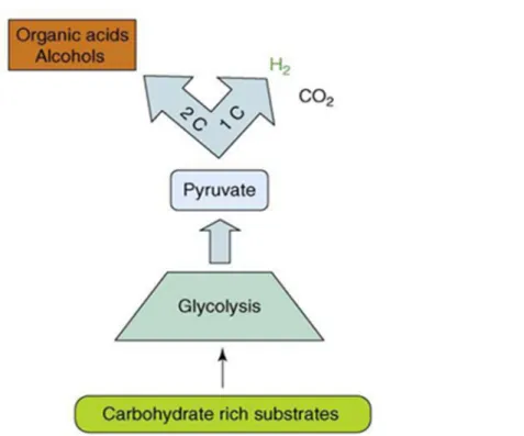Figure 3. Dark fermentation process (adapted from Hallenbeck and Ghosh, 2009, used with  permission) 