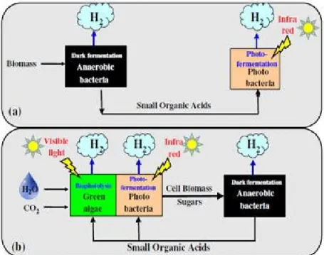 Figure 4. Simplified schematics for integrated hydrogen production processes: (a) Dark 
