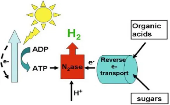 Figure 6. Scheme of hydrogen generation in photofermentation process (adapted from Hallenbeck  and Ghosh, 2009, used with permission)