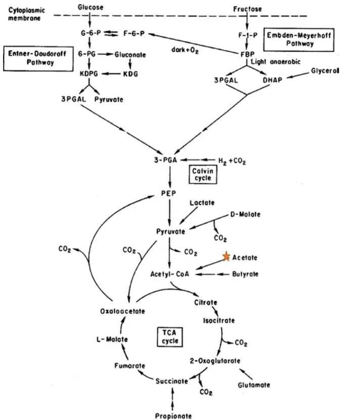 Figure 8. The metabolism of carbon in PNS bacteria. This  star indicates where acetate will be         converted to Acetyl CoA and goes through TCA cycle (adapted from Koku et al, 2002, used with  permission).
