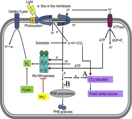 Figure 9. Metabolic pathways that compete nitrogenase for electrons and reducing 