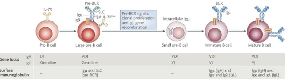 Figure 2.  Développement précoce des lymphocytes B en relation avec la recombinaison somatique de leur récepteur 