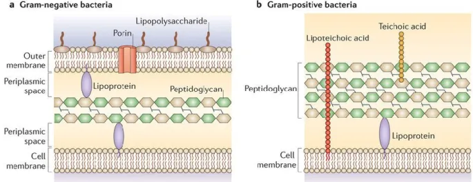 Figure 5 : Structure de l’enveloppe chez les bactéries à Gram positif et Gram négatif