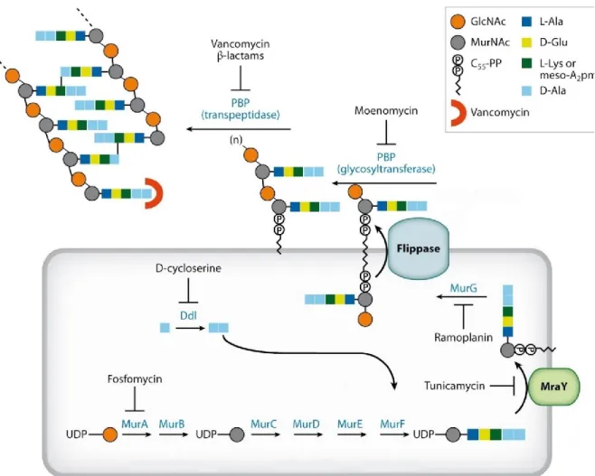 Figure  8 :  Représentation  schématique  montrant  les  cibles  de  certains  antibiotiques  commerciaux  sur  la  voie  de  biosynthèse  du  peptidoglycane  bactérien