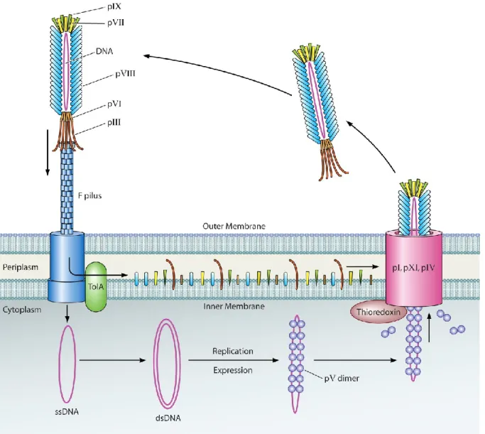 Figure 13 : Cycle de vie des phages filamenteux. Les phages filamenteux s’adsorbent au  moyen de leur protéine pIII sur un pilus F d’une cellule de Escherichia coli