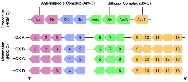 Figure 2.- Schematic representation of Hox genes clusters. 