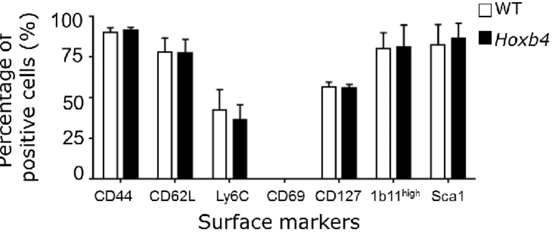 Figure 6.- Similar expression of cell surface markers on WT and Hoxb4 CD8 Tm cells generated 
