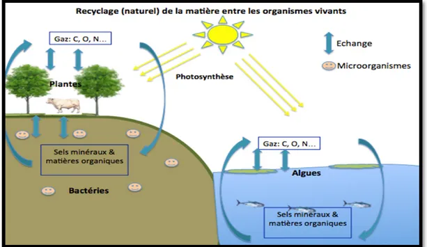 Figure 5.  Recyclage biologique de la matière entre les organismes vivants  