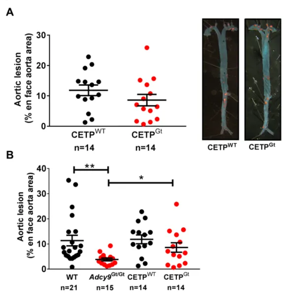 Figure  6.  Atheroprotection  induced  by  Adcy9  inactivation  is  lost  in  mice  expressing  CETP