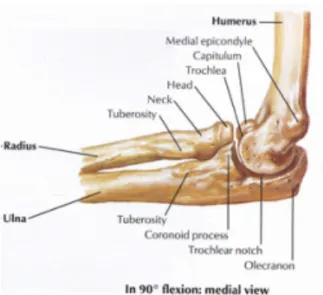 Figure 1: Anatomie du coude démontrant les articulations entre l'humérus, le radius et  l'ulna