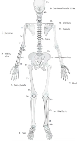 Figure 5: Chiffres et nombres associés aux os longs du corps humain selon la classification  de Müller AO