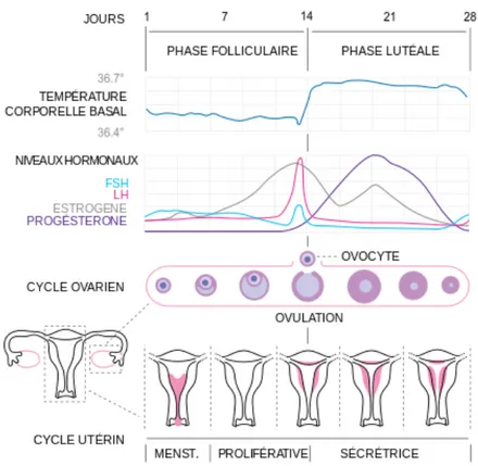 Figure 2.   Les	
  phases	
  du	
  cycle	
  menstruel	
   Source	
  :	
  Wikipédia,	
  le	
  cycle	
  menstruel	
  -­‐	
  Isometric	
  -­‐	
   CC	
  By	
  SA	
  