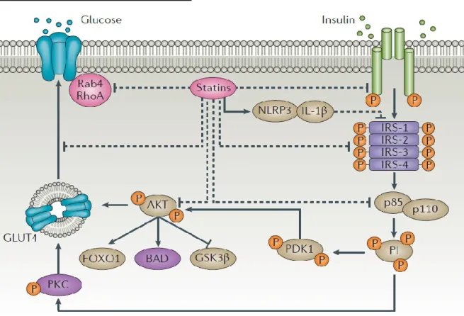 Figure 4. Les sites potentiels d'action des statines sur l'action de l'insuline 