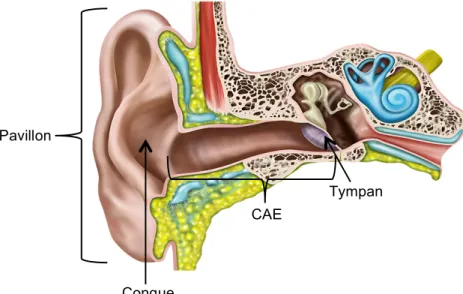 Figure 1. Anatomie de l’oreille externe 