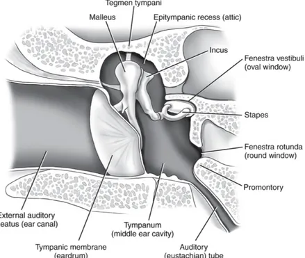 Figure 2. Anatomie de l’oreille moyenne 