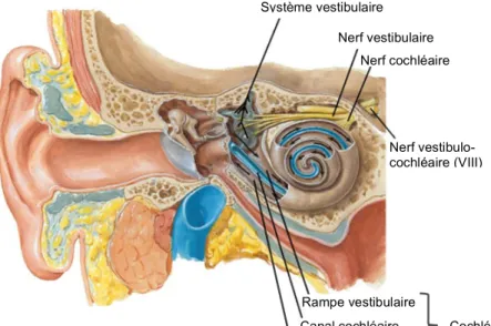 Figure 3. Anatomie de l’oreille interne 