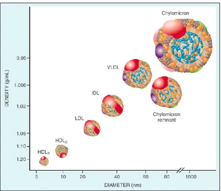 Figure 2.  Classement  des  lipoprotéines  en  fonction  de  leur  taille  et  leur  densité
