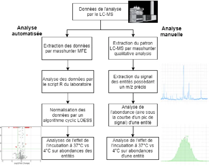 Figure 13.  Diagramme  de  l’analyse  des  données  du  LC-MS  par  méthode  automatisée et par méthode manuelle