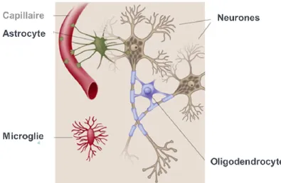 Figure  1.  Cellules  du  tissu  nerveux.  Neurones  et  cellules  gliales  (astrocyte,  microglie  et 