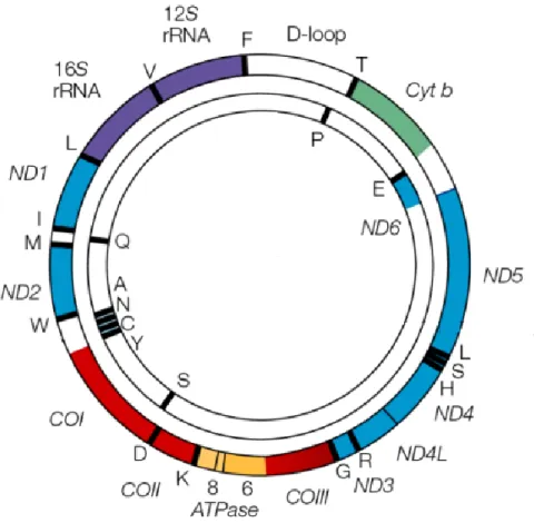Figure 8. Le génome mitochondrial. Gènes codant les sous-unités des complexes I (en bleu), 