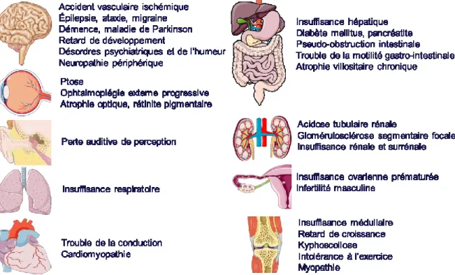 Figure  13.  Manifestations  cliniques  des  maladies  mitochondriales.  Créé  à  partir  de  (Servier 