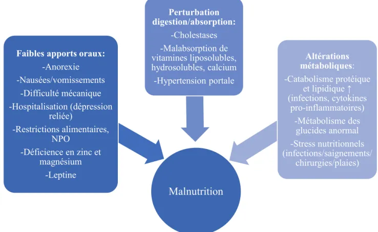 Figure 3.  Mécanismes contribuant au développement de la malnutrition lors de  maladie hépatique chronique  