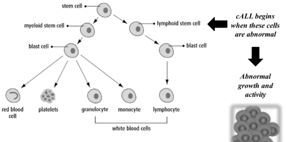 Figure 2. Process of development of  cALL in blood  cells.  Adapted  from Canadian Cancer 