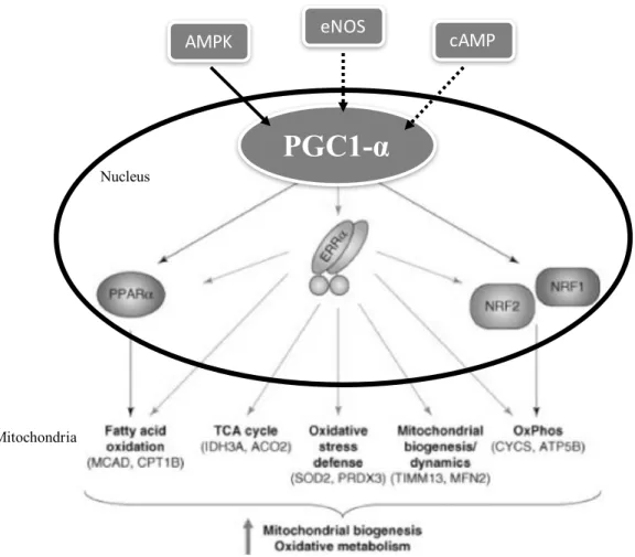 Figure  7.  Regulation  of  expression  of  PPARα,  ERRα, NRF1  and  NRF2  by  transcription  factor PGC1-α driving biogenesis and oxidative metabolism