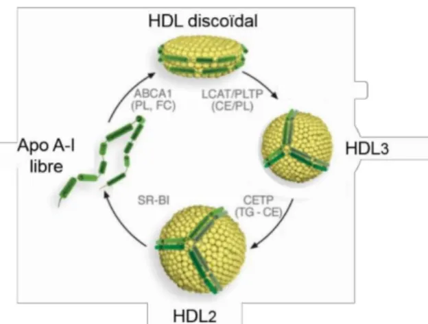 Figure 3. La maturation des HDLs 