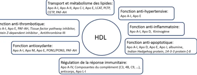 Figure 4. Le protéome des HDLs et sa participation dans la fonctionnalité des HDLs. 