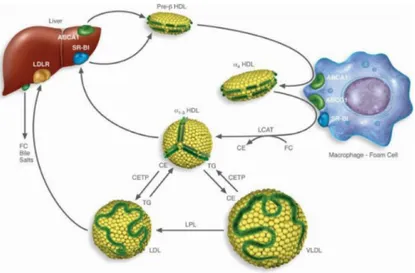 Figure 5. Le transport inverse du cholestérol 