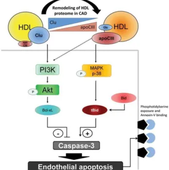 Figure 7. Voie de signalisation cellulaire impliquée dans la prévention de l’apoptose par  les HDLs 
