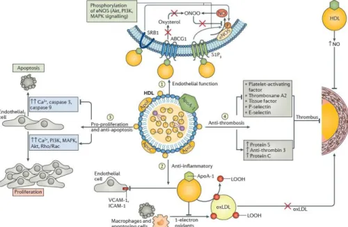 Figure 8. Représentation des fonctions anti-hypertensive, anti-apoptotique, anti-  inflammatoire et anti-thrombotique des HDLs 