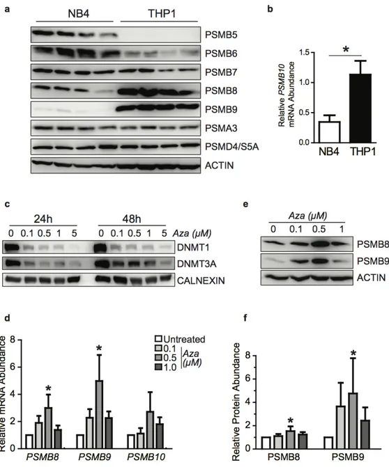 Figure 3.5 : 5-azacytidine treatment increases levels of PSMB8 and PSMB9 in NB4 cells