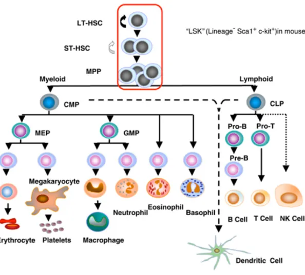 Figure 1 : Schéma du système hématopoïétique (Jonas Larsson et al., Molecular Medicine and 