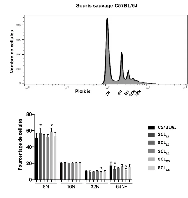 Figure 9 : Profil de polyploïdisation des cellules de la moelle osseuse   