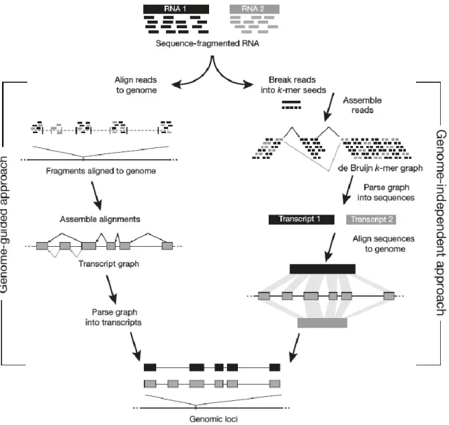 Figure 2: Overview of the genome-guided (left) and genome-independent (right) approaches to transcriptome 