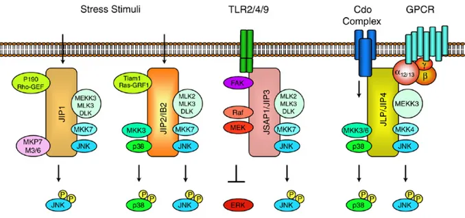 Figure 5.  Les différentes protéines d'échafaudage des MAPK.  