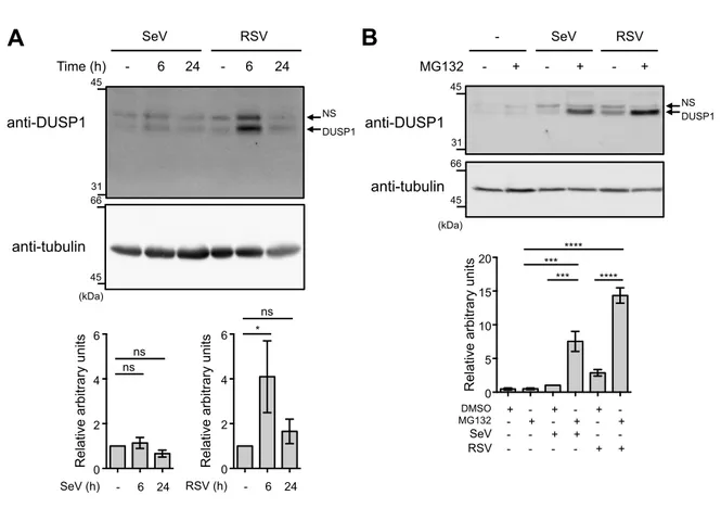 Figure 1   A  RSV  -  6  24  -  6  24 SeV  anti-DUSP1  31 45  anti-tubulin  DUSP1 Time (h) NS  (kDa) 66 45  B  RSV - + - - + SeV anti-DUSP1 31 45 66 45 anti-tubulin MG132 -  +  DUSP1 NS (kDa)  Relative arbitrary units DMSO  +  -  +  -  +  -  MG132  -  +  -  +  -  + 200**** 15105*** *** ****  SeV  -  -  +  +  -  -  RSV  -  -  -  -  +  +  Relative arbitrary units SeV (h)  -  6  24 6420ns ns  RSV (h)  -  6  24 6Relative arbitrary units420* ns 