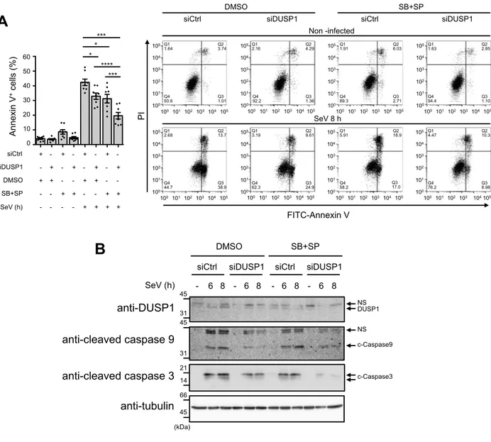 Figure 7   A  siCtrl  siDUSP1  -  -  -  -  + + +  + 60Annexin V+ cells (%) DMSO  SB+SP  4020 0 SeV (h)  -  +  - - + - + -  + - - -  * 503010 *  **** ***  *** - +  - + - + -  + + + - - + - + - + + + +  Q1  1.64  Q2  3.74 Q4 93.6 Q3 1.01  Q1  2.16  Q2  4.29 Q4 92.2 Q3 1.36  Q1  1.91  Q2  6.03 Q4 89.3 Q3 2.71  Q1  1.63  Q2  2.85 Q4 94.4 Q3 1.10 105 104 103 102 101 100 100 105 104 103 102 101 105 104 103 102 101 100 100 105 104 103 102 101 105 104 103 102 101 100 100 105 104 103 102 101 105 104 103 102 101 100 100 10 5 104 103 102 101 