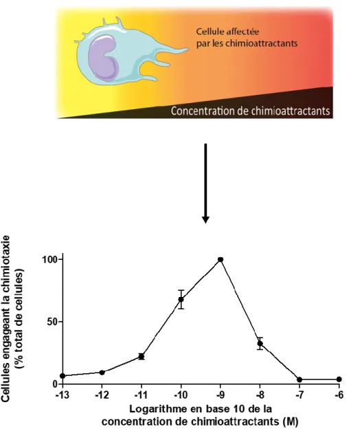 Figure 1. La chimiotaxie d’une population de cellules est donnée de façon dose-dépendante  par la concentration de chimioattractants, formant une courbe en cloche