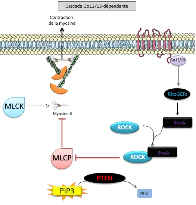 Figure 4. Illustration de la cascade Gα12/13-dépendante.  