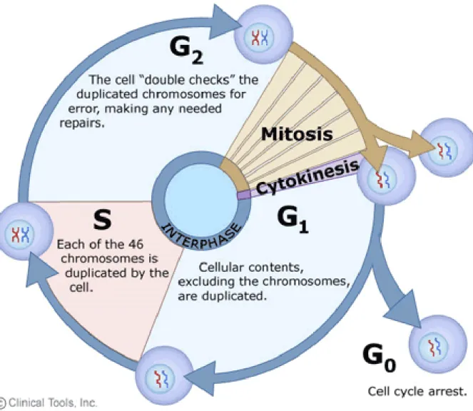 Figure 5. Représentation des diverses phases du cycle cellulaires  