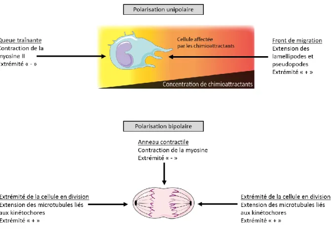 Figure  6.  Les  modes  de  polarisation  unipolaire  (chimiotaxie)  et  bipolaire  (mitose)  sont  incompatibles de par leur nature